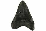 Bargain, Fossil Megalodon Tooth - South Carolina #137322-1